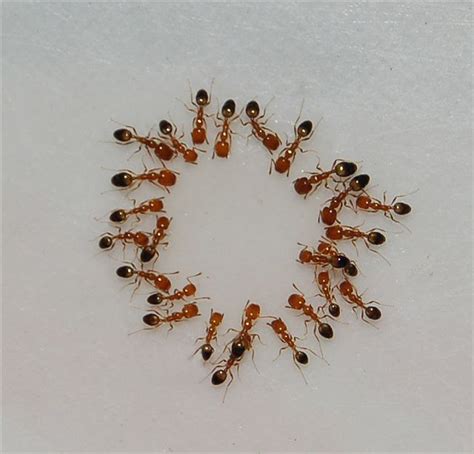 philippine ant